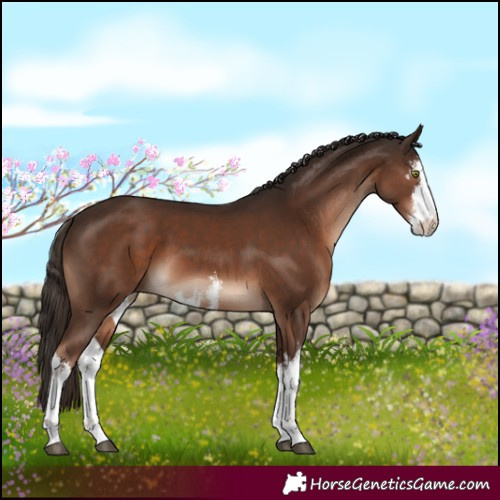 Horse Color:White Spotted Liver Chestnut 