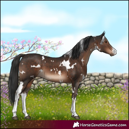 Horse Color:White Spotted Liver Chestnut
