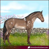 Horse Color:White Spotted Liver Red Dun 