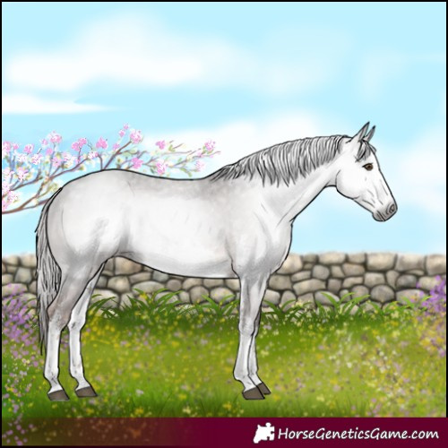 Horse Color:Gray White Spotted Liver Chestnut Appaloosa 
