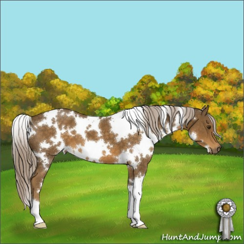 Horse Color:White Spotted Chocolate Palomino 