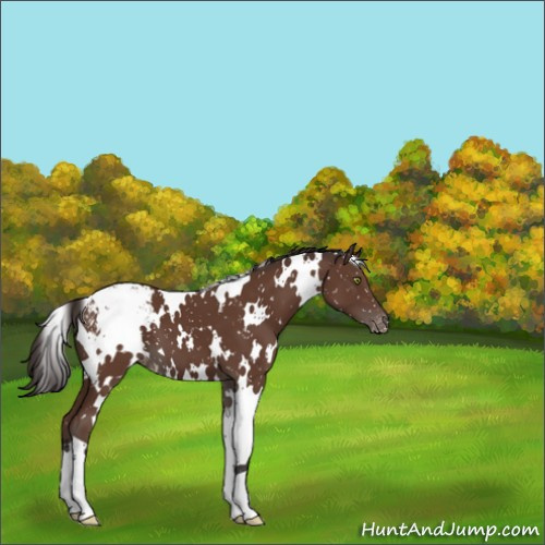 Horse Color:White Spotted Bay Appaloosa 