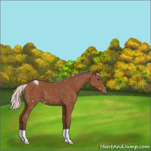 Horse Color:Silver Bay Appaloosa 