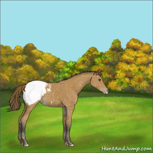 Horse Color:Buckskin Appaloosa 
