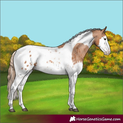 Horse Color:Chestnut Splash Tobiano Appaloosa
