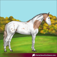 Horse Color:Chestnut Splash Tobiano Appaloosa 
