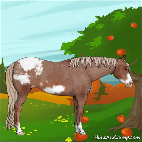 Horse Color:Chestnut Frame Appaloosa