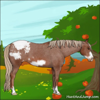 Horse Color:Chestnut Frame Appaloosa