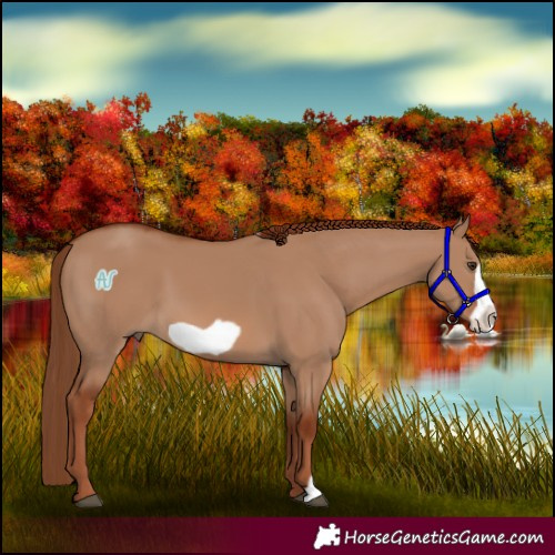Horse Color:Red Dun Frame 