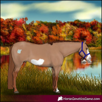 Horse Color:Red Dun Frame 