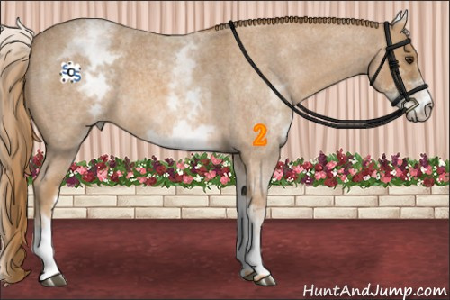 Horse Color:White Spotted Red Roan Rabicano