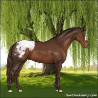 Horse Color:Liver Chestnut Appaloosa 