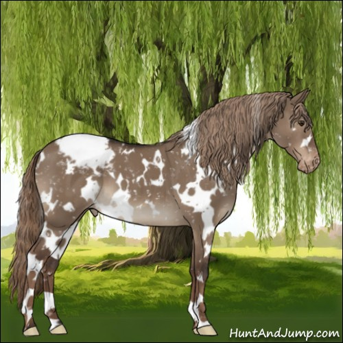 Horse Color:White Spotted Liver Red Dun Snowflake Varnish