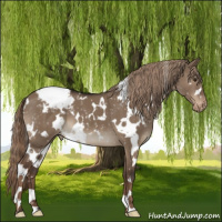 Horse Color:White Spotted Liver Red Dun Appaloosa 