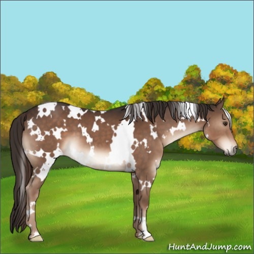 Horse Color:White Spotted Liver Chestnut