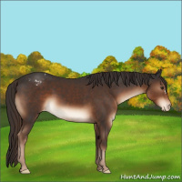 Horse Color:Liver Chestnut Appaloosa 