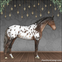 Horse Color:Liver Chestnut Mushroom Appaloosa