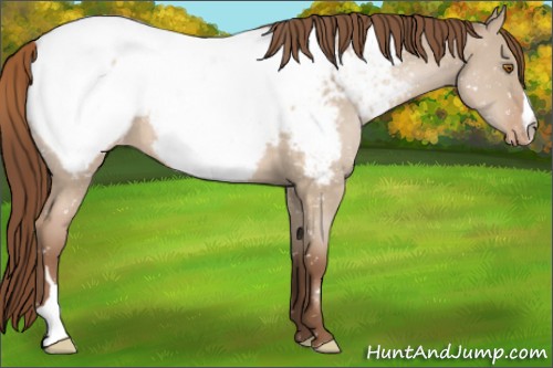 Horse Color:Brown Pearl Dun Appaloosa
