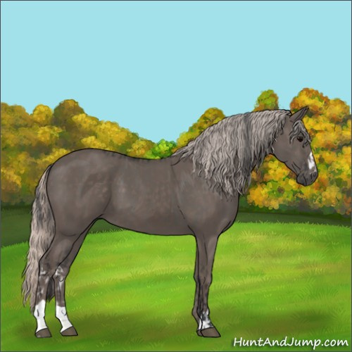 Horse Color:Grullo  and Silver Black 