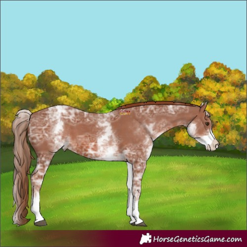 Horse Color:White Spotted Chestnut Ice 