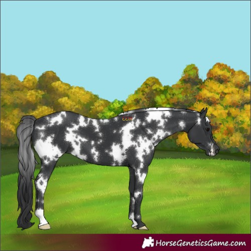Horse Color:White Spotted Black 
