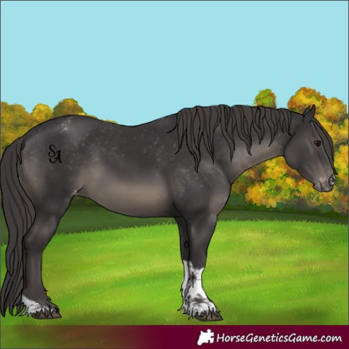 Horse Color:Smoky Black Tobiano Appaloosa Rabicano 