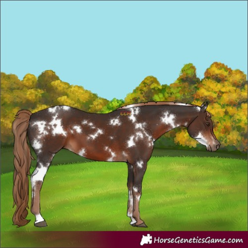 Horse Color:White Spotted Liver Chestnut