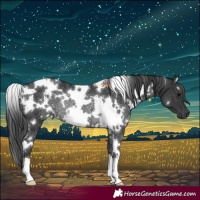 Horse Color:White Spotted Black Rabicano 