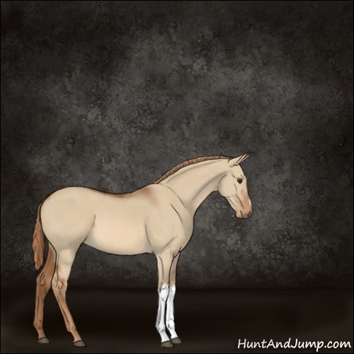 Horse Color:Red Dun 