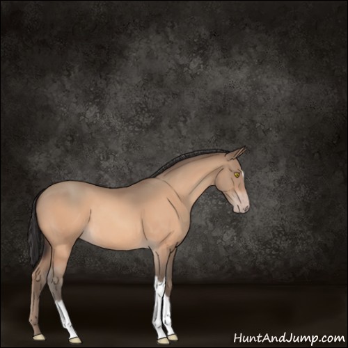 Horse Color:Amber Champagne 