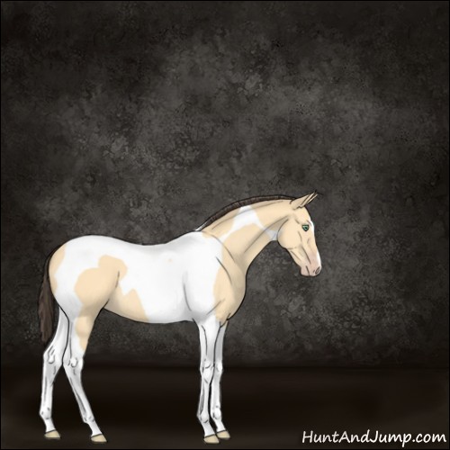 Horse Color:Amber Cream Champagne Dun Tobiano 