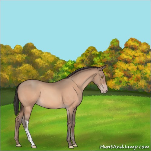 Horse Color:Sable Champagne 