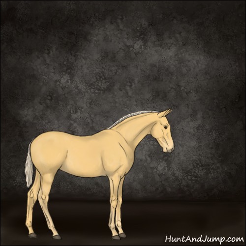 Horse Color:Palomino 