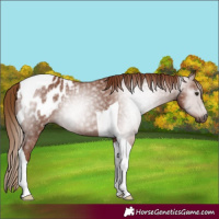 Horse Color:Gray Chestnut Tobiano Appaloosa