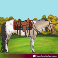 Horse Color:Brown Dun Tobiano Appaloosa 