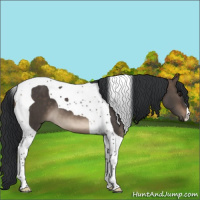 Horse Color:Brown Dun Tobiano 