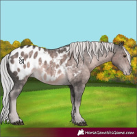 Horse Color:Platinum Chocolate Palomino Appaloosa 