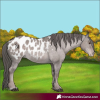 Horse Color:Platinum Liver Red Dun Appaloosa Rabicano 