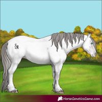 Horse Color:Platinum Buckskin Pearl Appaloosa 