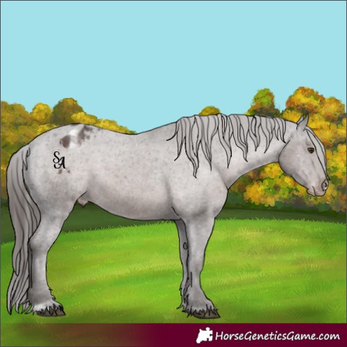 Horse Color:Platinum Liver Chestnut Appaloosa 