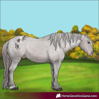 Horse Color:Platinum Liver Chestnut Appaloosa