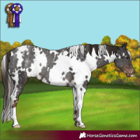 Horse Color:White Spotted Liver Chestnut Appaloosa Rabicano 