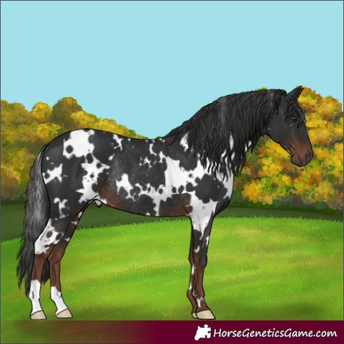 Horse Color:White Spotted Liver Chestnut Rabicano 