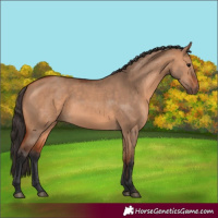 Horse Color:Bay Dun 