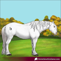 Horse Color:Platinum Bay Dun Snowcap Rabicano 