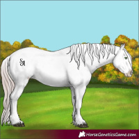 Horse Color:Platinum Bay Pearl Dun Appaloosa Rabicano 