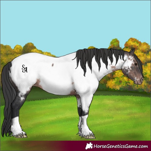Horse Color:Platinum Brown Appaloosa Rabicano 
