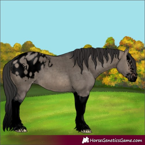 Horse Color:Void Brown Dun Splash Blanket 