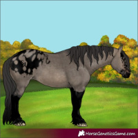 Horse Color:Void Brown Dun Splash Appaloosa 