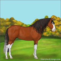 Horse Color:Buckskin Splash 